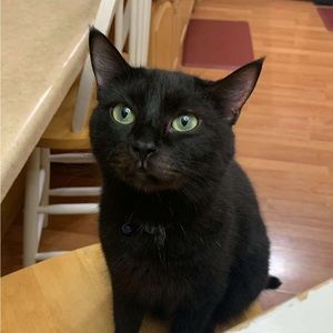 Meet your Posher, Milo